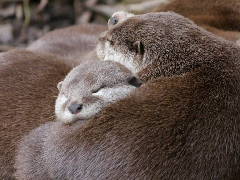 Otter cuddles